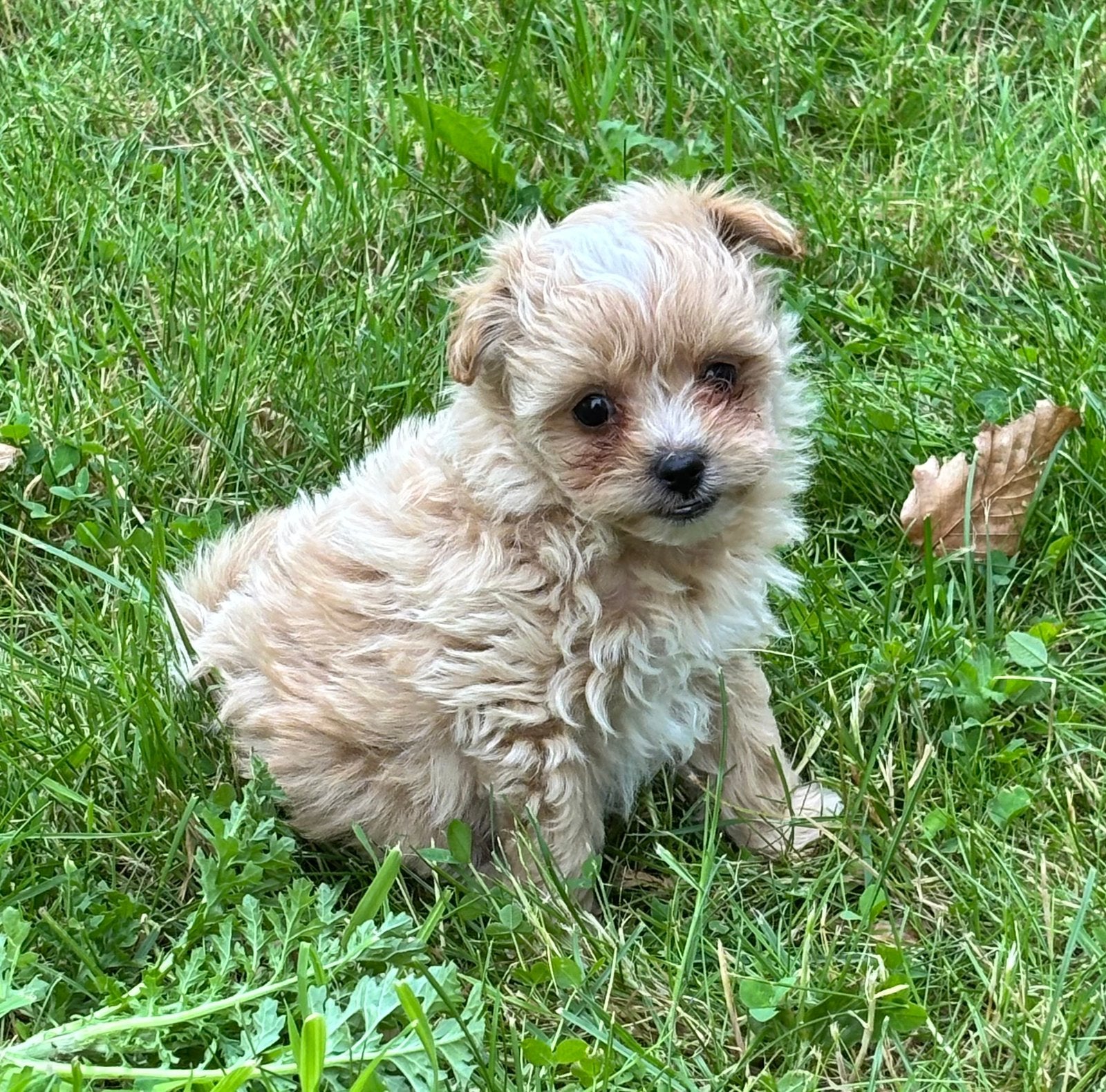 Pomapoo pups , Vakantie opvang mogelijk!, Poedel, Parvo, 8 tot 15 weken, Meerdere