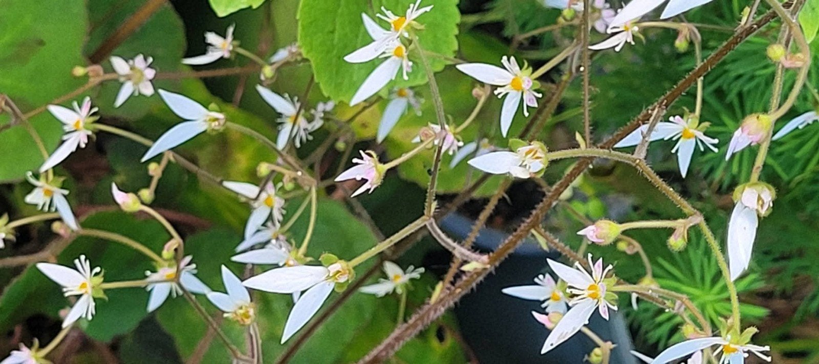 Saxifraga stolonifera, Tuin en Terras, Ophalen, Overige soorten, Volle zon