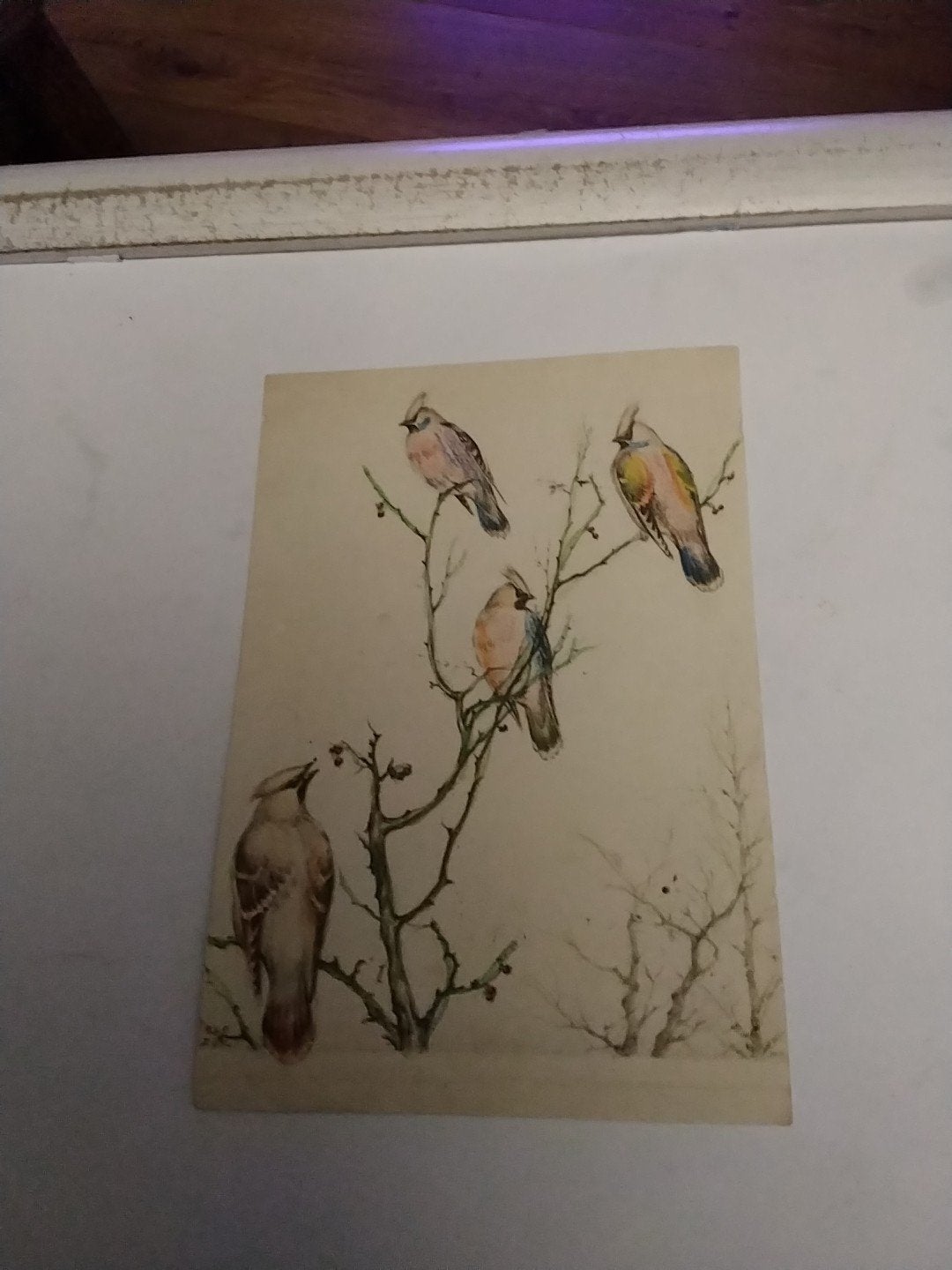 PESTVOGELS, WINTERGASTEN. / FLORIS J. TIELE, Verzamelen, Ophalen of Verzenden, Sterren en Beroemdheden