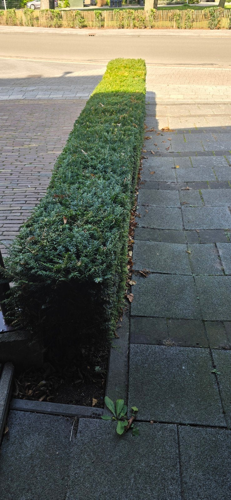 7 meter haag - Groene afscheiding voor uw tuin, Tuin en Terras, Ophalen, Overige soorten, Haag, 100 tot 250 cm