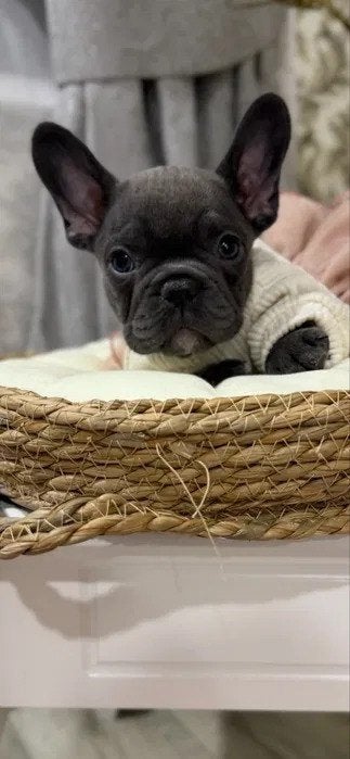 Prachtige Franse Bulldog puppy's, 8 tot 15 weken, Bulldog, Meerdere, Meerdere dieren
