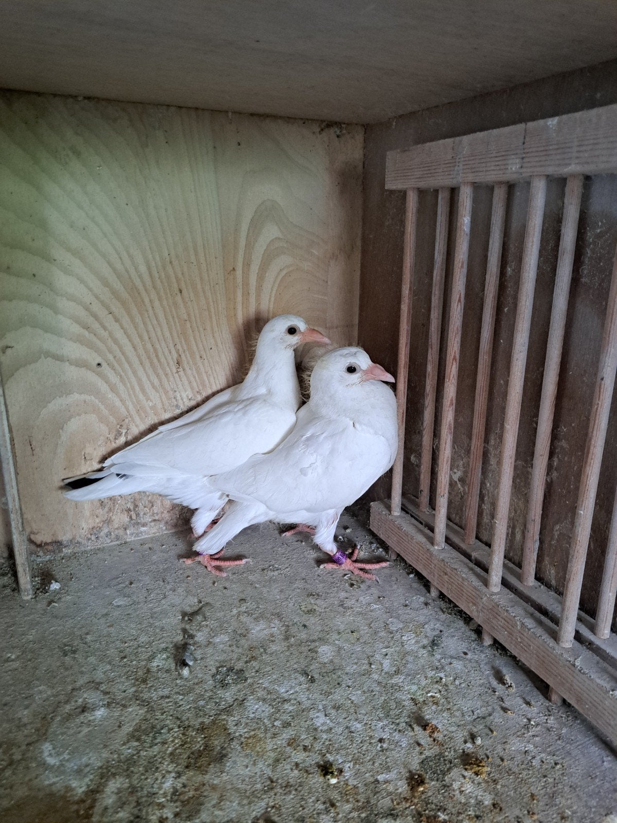 Wite posduiven 2 stuks piepers, Dieren en Toebehoren, Vogels | Duiven, Meerdere dieren