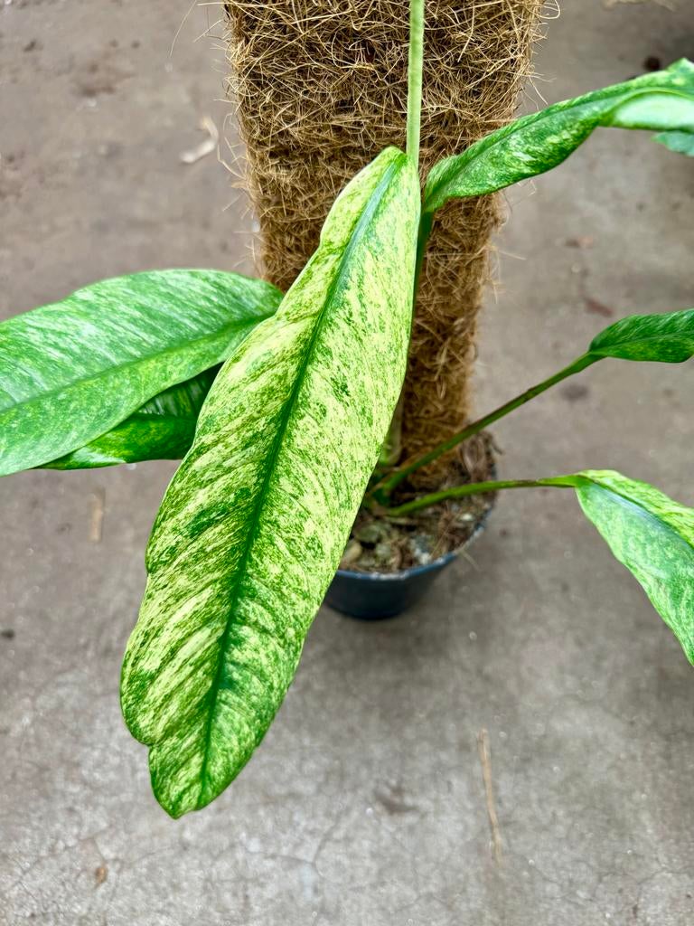 Rhaphidophora Gorilan Variegata, Ophalen of Verzenden