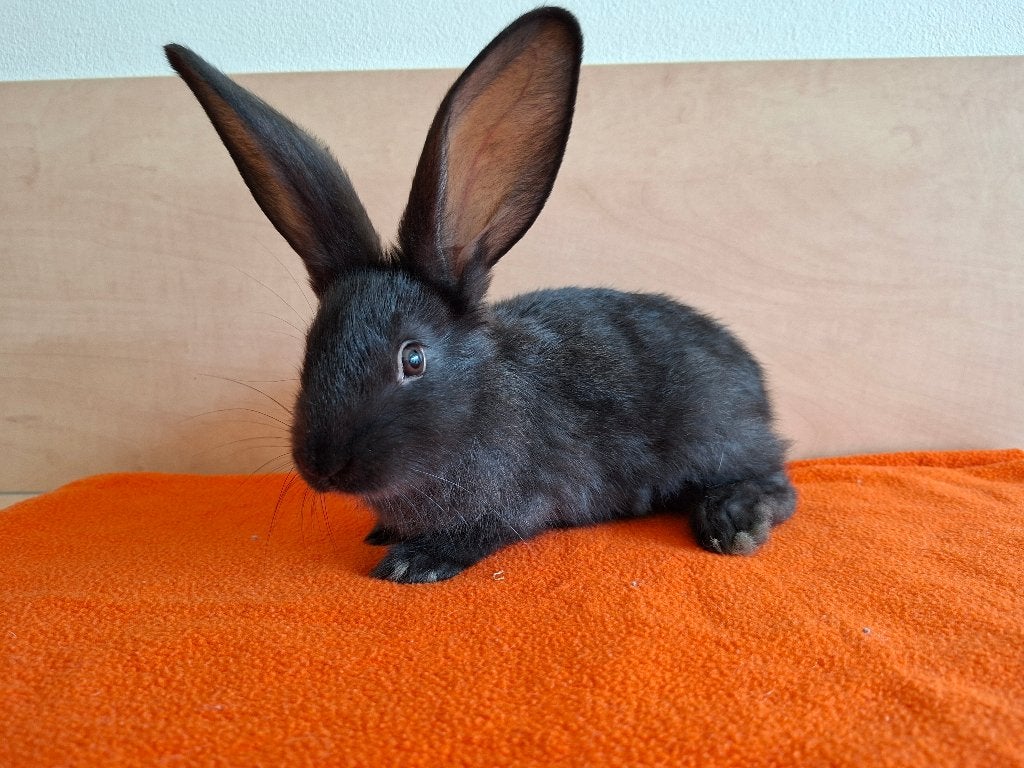 Seal duitse reus ram, Mannelijk, Groot, 0 tot 2 jaar