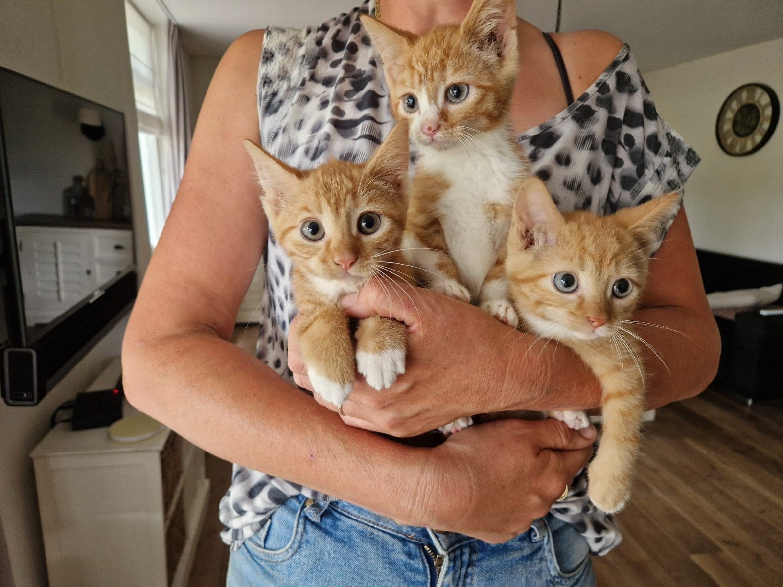 Lieve kittens, gevaccineerd, Dieren en Toebehoren, Katten en Kittens | Overige Katten, Kortharig, Meerdere dieren, 0 tot 2 jaar