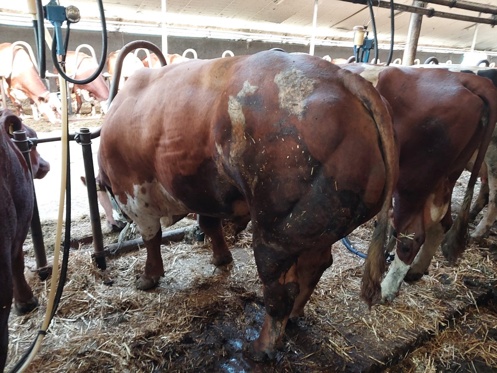 Dekstier, Dieren en Toebehoren, Runderen, Mannelijk, 3 tot 6 jaar
