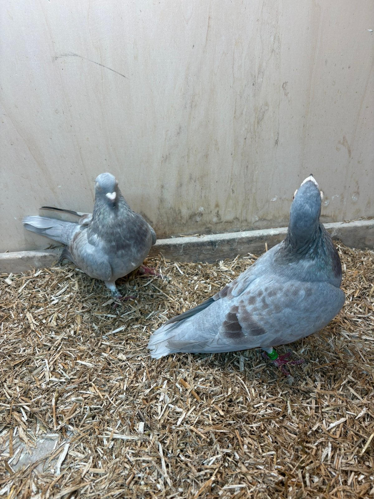Koppel duiven, Meerdere dieren, Postduif