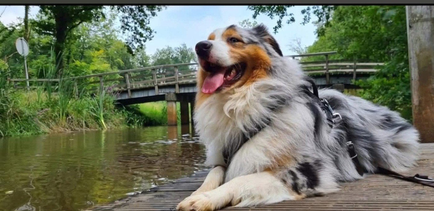 lief baasje gezocht, Dieren en Toebehoren, Honden | Herdershonden en Veedrijvers, 6 jaar of ouder, Parvo, Eén hond, Nederland