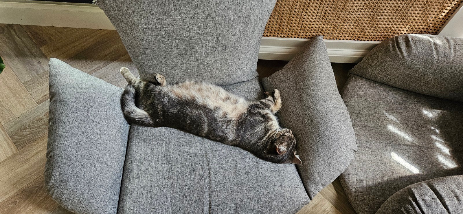 Update:17 juni  Mollie is bevallen van 4 gezonde kittens!, Meerdere dieren