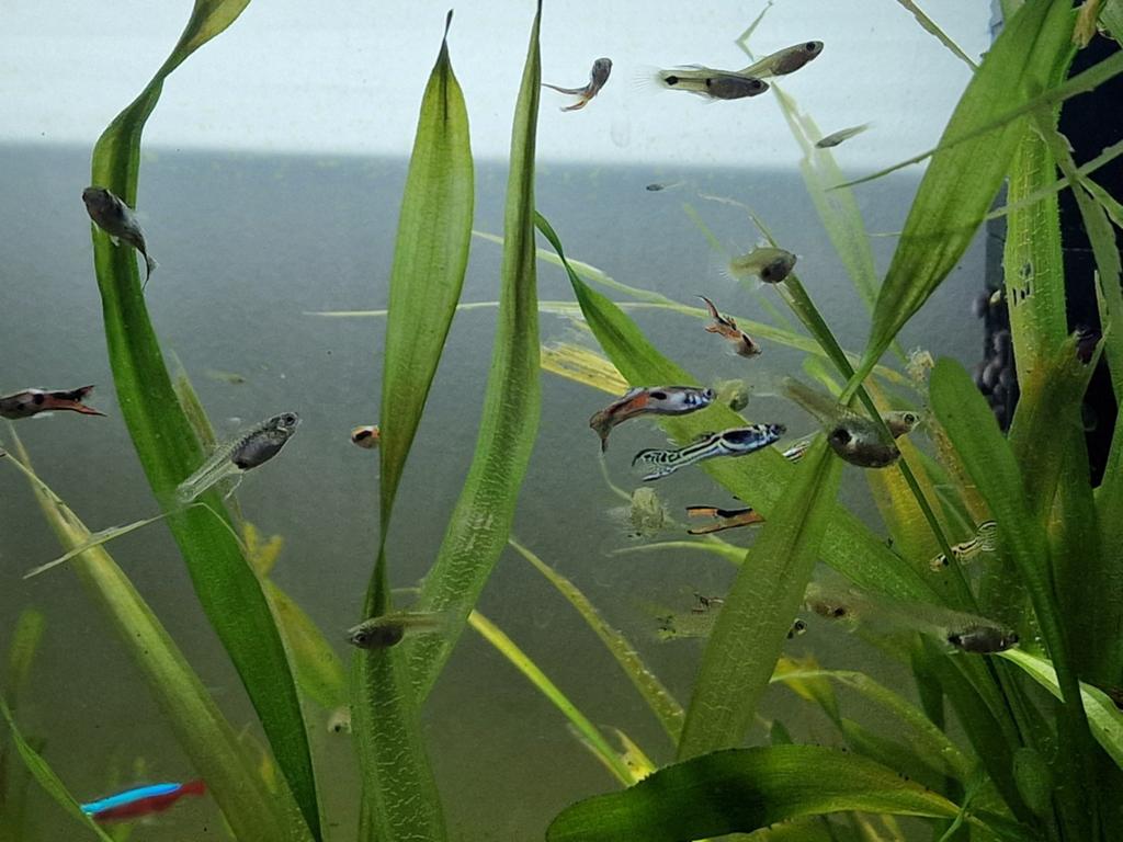 Guppy endler ruilen