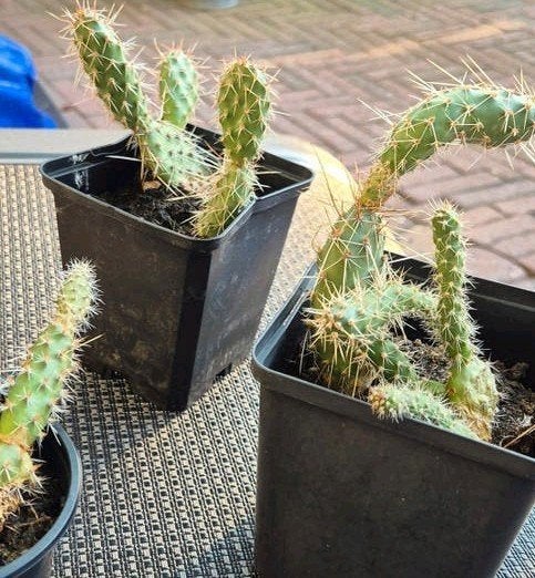 2x Opuntia Arenaria schijfcactus winterhard, Ophalen of Verzenden, Overige soorten, Volle zon