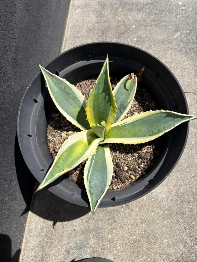 5 x Agave Planten . 2 jaar oud., Ophalen, Bloeit niet, Overige soorten, Volle zon