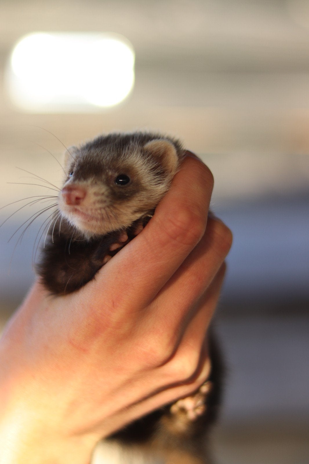goed plekje gezocht voor Stitch (fretje), Dieren en Toebehoren, Mei, Vrouwelijk, Tam