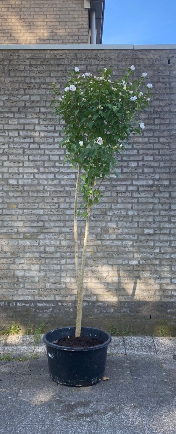 Volwassen hibiscus struik witte bloem 225 M / 5 cm stam, Tuin en Terras, Planten | Struiken en Hagen, Ophalen