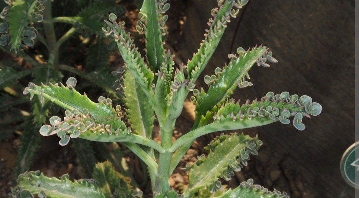 stekjes Kalanchoë serrata 'Mammoni' - Bijzondere Succulent, Groene kamerplant, Ophalen of Verzenden, Halfschaduw, Minder dan 100 cm