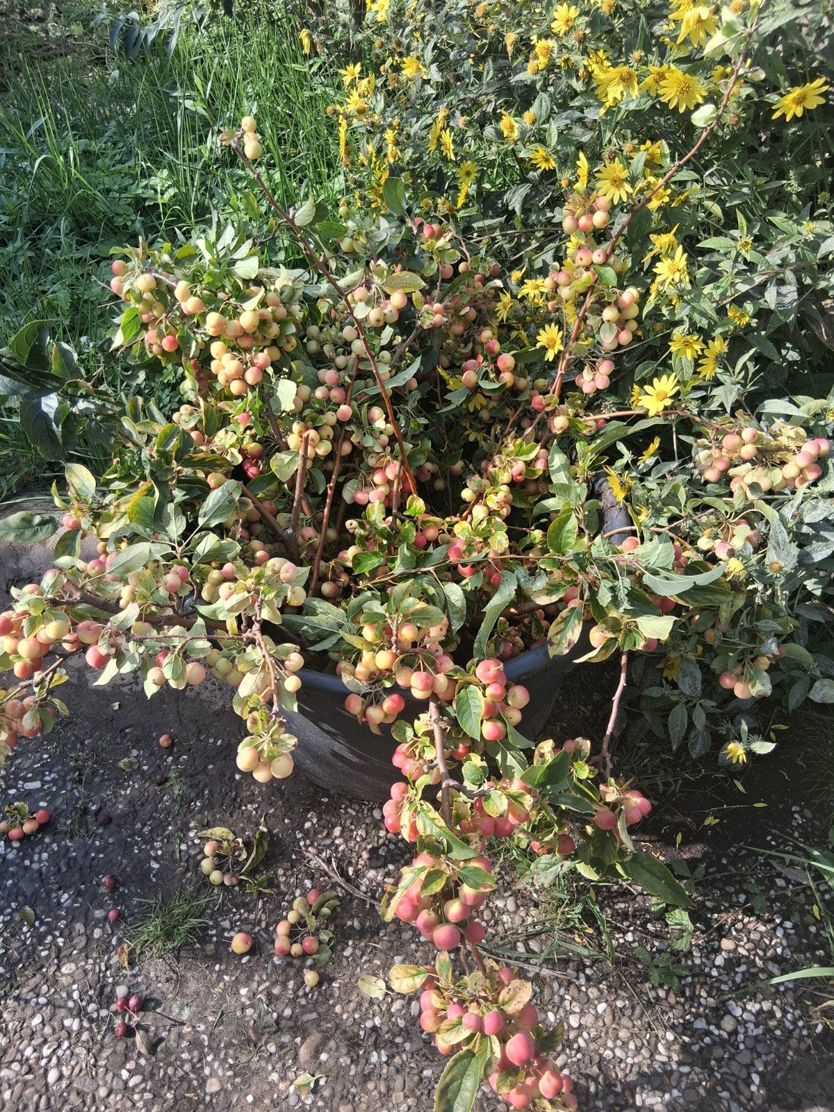 Speciekuip met sierappeltakken, Ophalen, Lente, Volle zon, In pot
