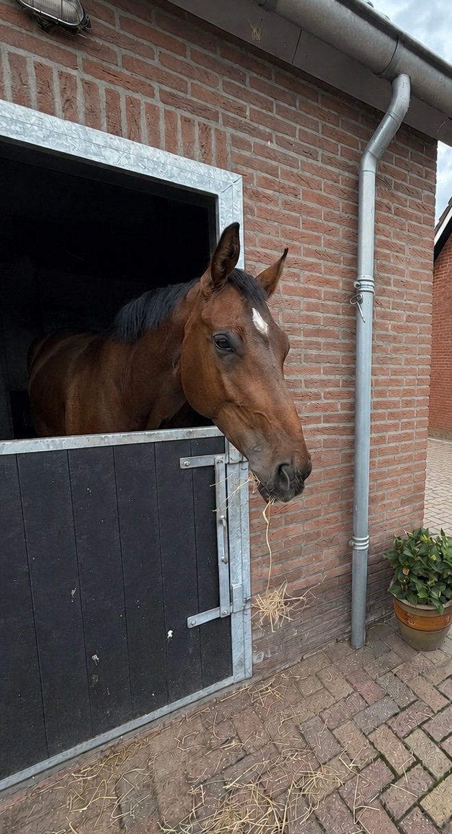 Te koop | Sandor | 4-jarige KWPN dressuurruin, Dieren en Toebehoren, Met stamboom, Ruin, Dressuurpaard, Onbeleerd