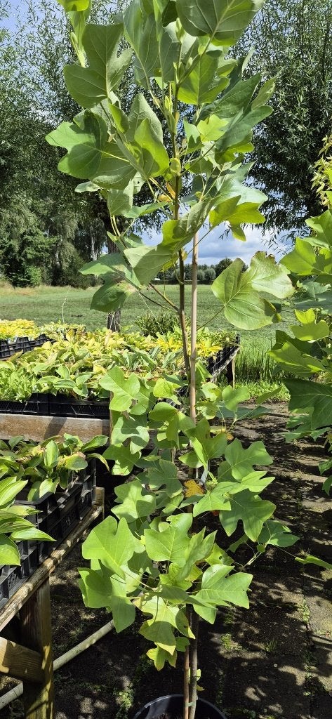 Te Koop Liriodendron - Tulpenboom, Overige soorten, 100 tot 250 cm, Zomer, Ophalen