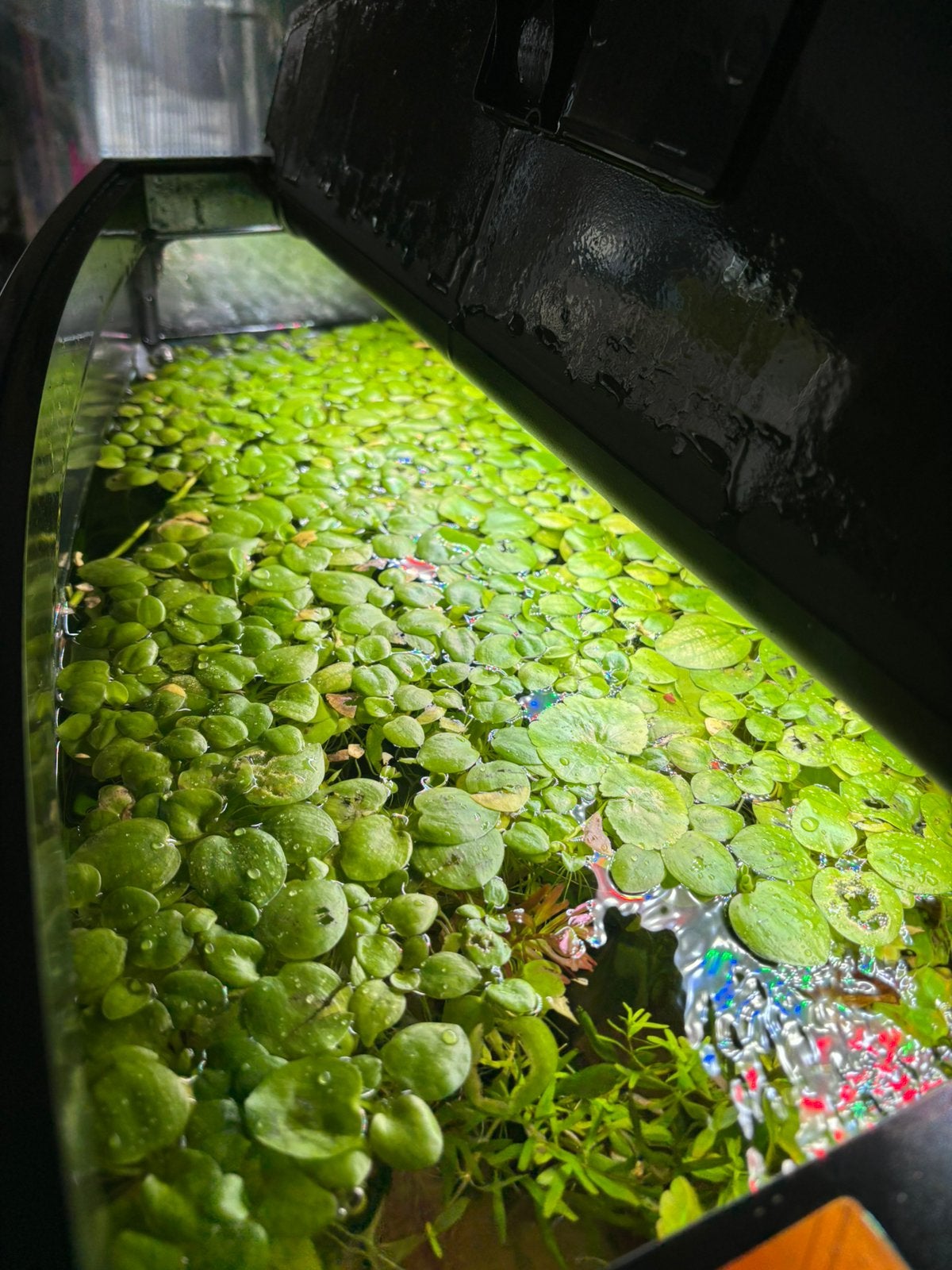 Kikkerbeet aquarium plantjes, Ophalen, Zo goed als nieuw, Plant(en), Steen of Hout