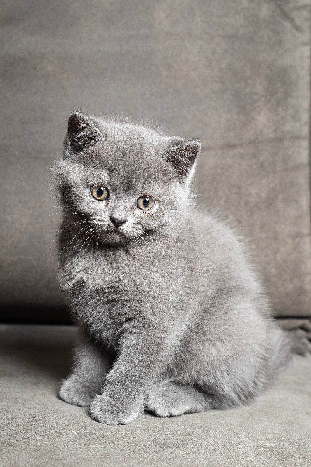 Brits Korthaar kittens Blue & Blue Golden Shaded | Katertjes, Dieren en Toebehoren, Katten en Kittens | Raskatten | Korthaar, Kater