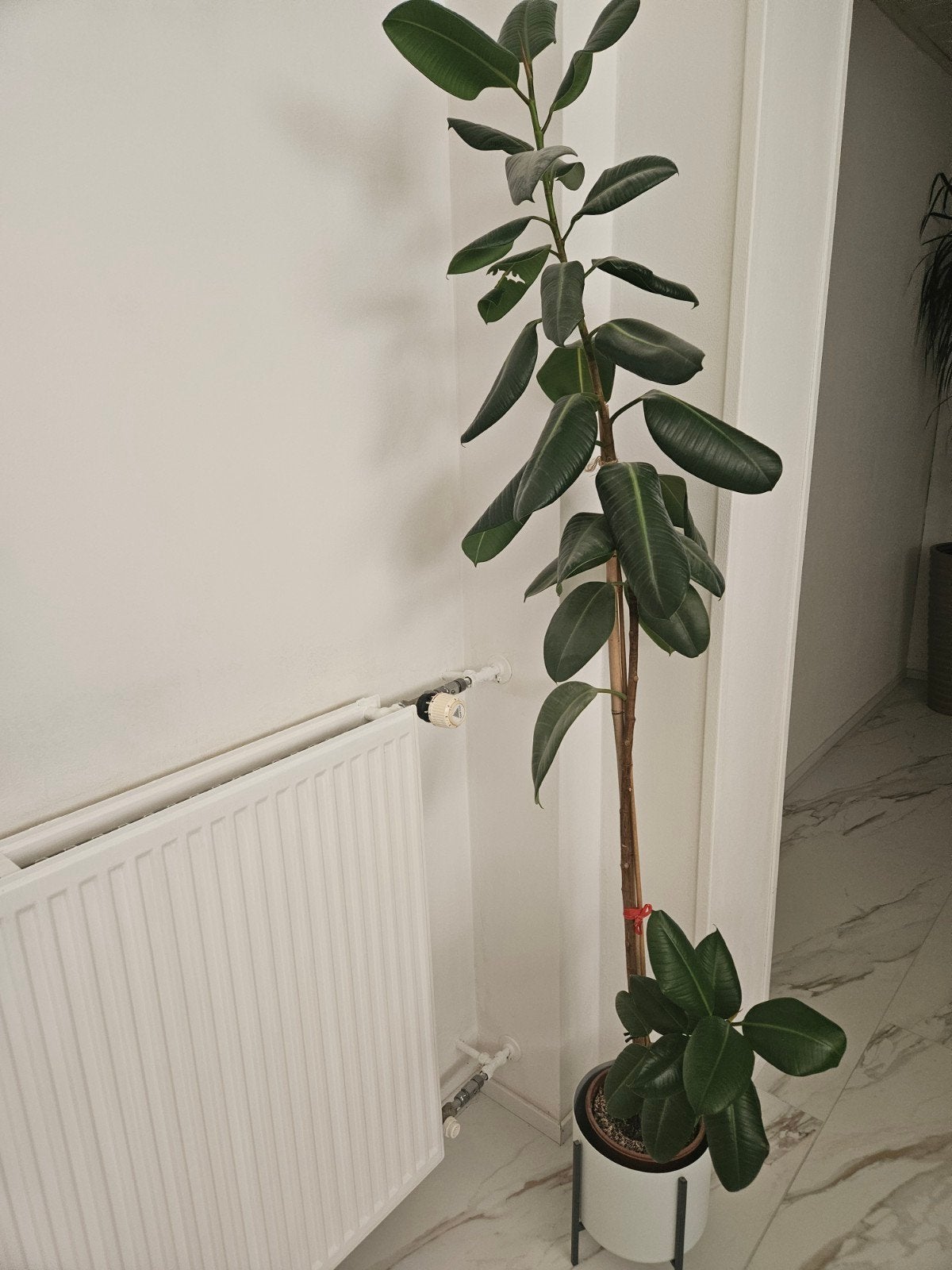 Kamerplant, Ophalen, Overige soorten, Halfschaduw, Minder dan 100 cm