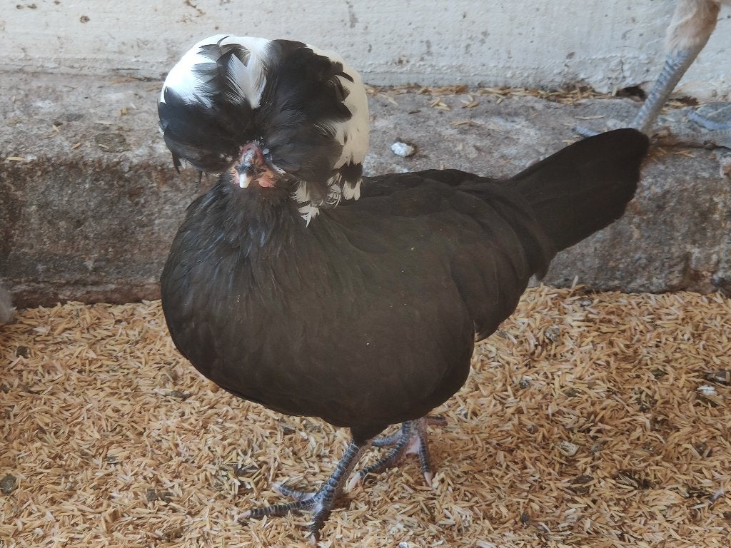 Te koop Nederlandsekuifhoen kriel, Dieren en Toebehoren, Pluimvee, Meerdere dieren, Kip