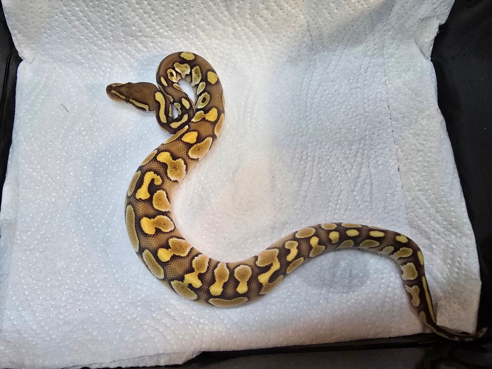 vele koningspythons in diversen kleuren nk 2026 Ball Python photo 9