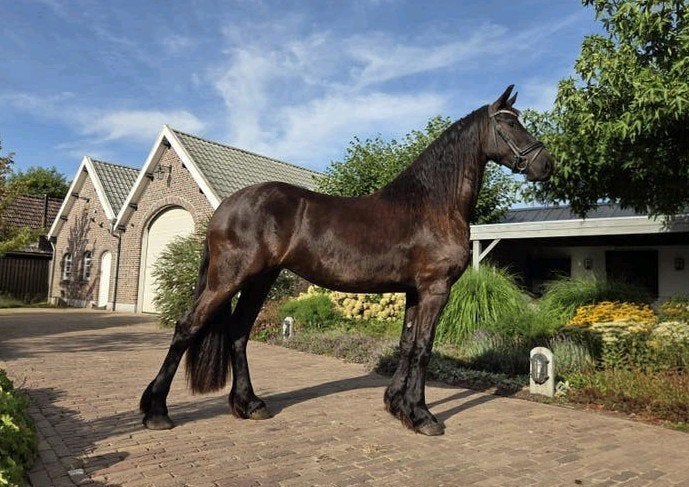 3 jarige friese merrie te koop, Merrie