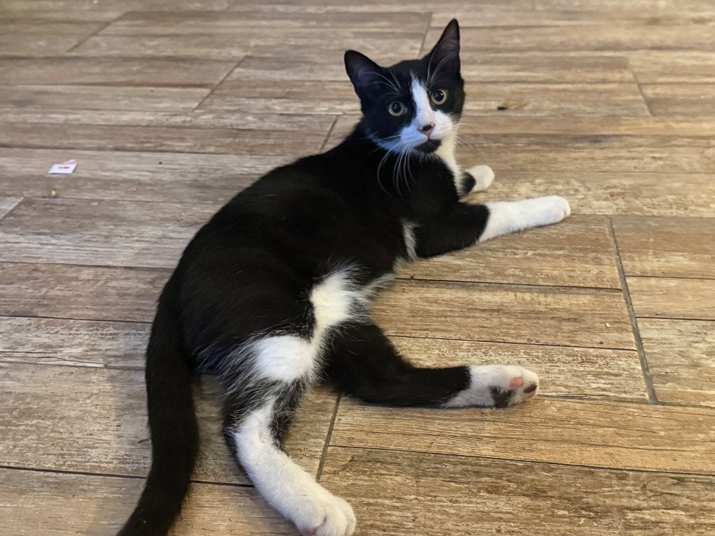 Kittens, Meerdere dieren, 0 tot 2 jaar