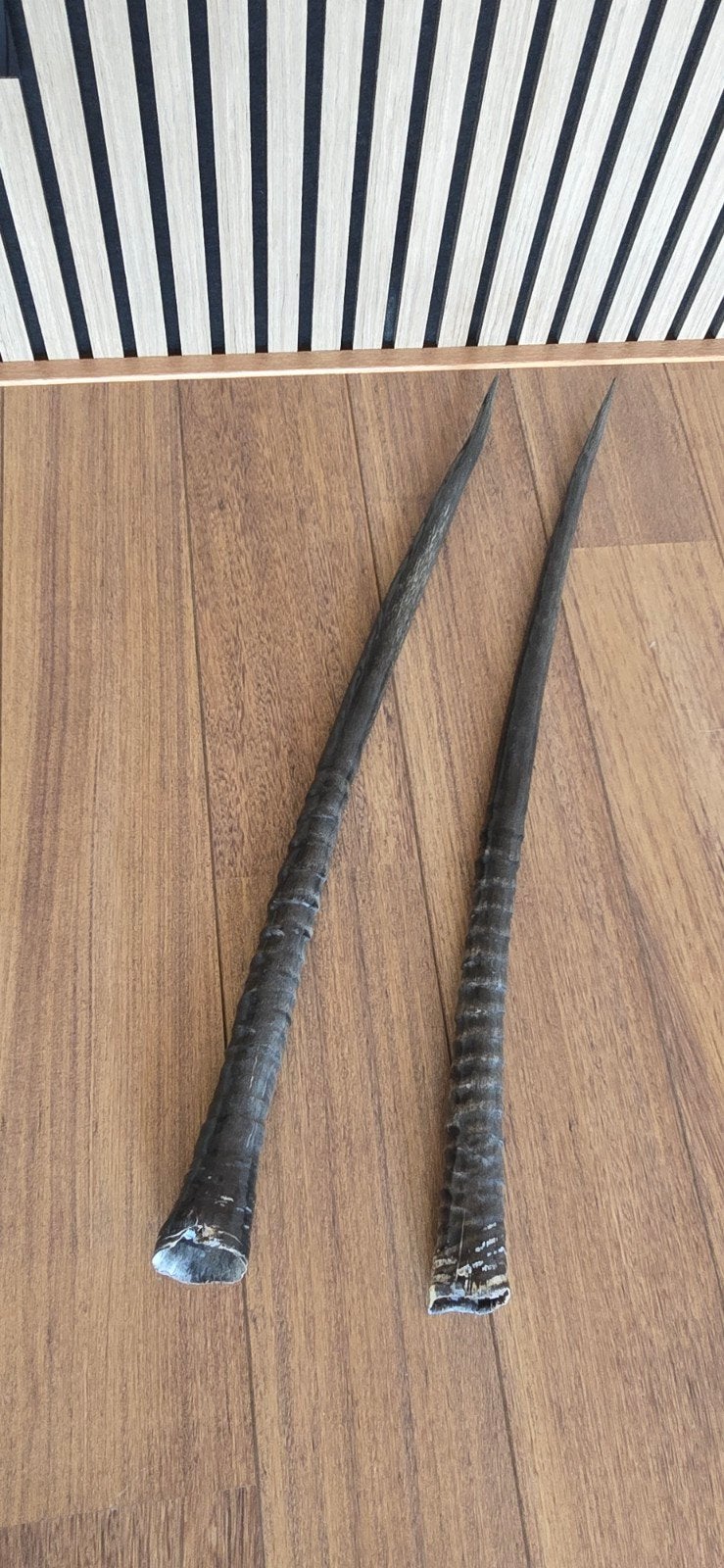 Set van gepolijste gemsbok hoorns - 80cm lang, Ophalen of Verzenden