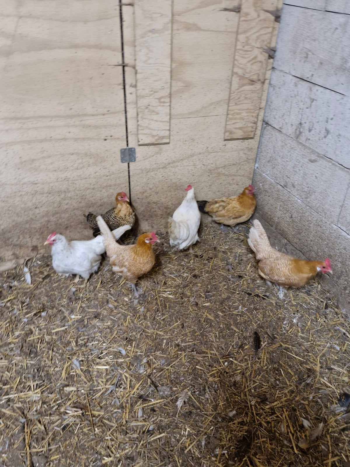 te koop krielen, Dieren en Toebehoren, Vrouwelijk, Kip