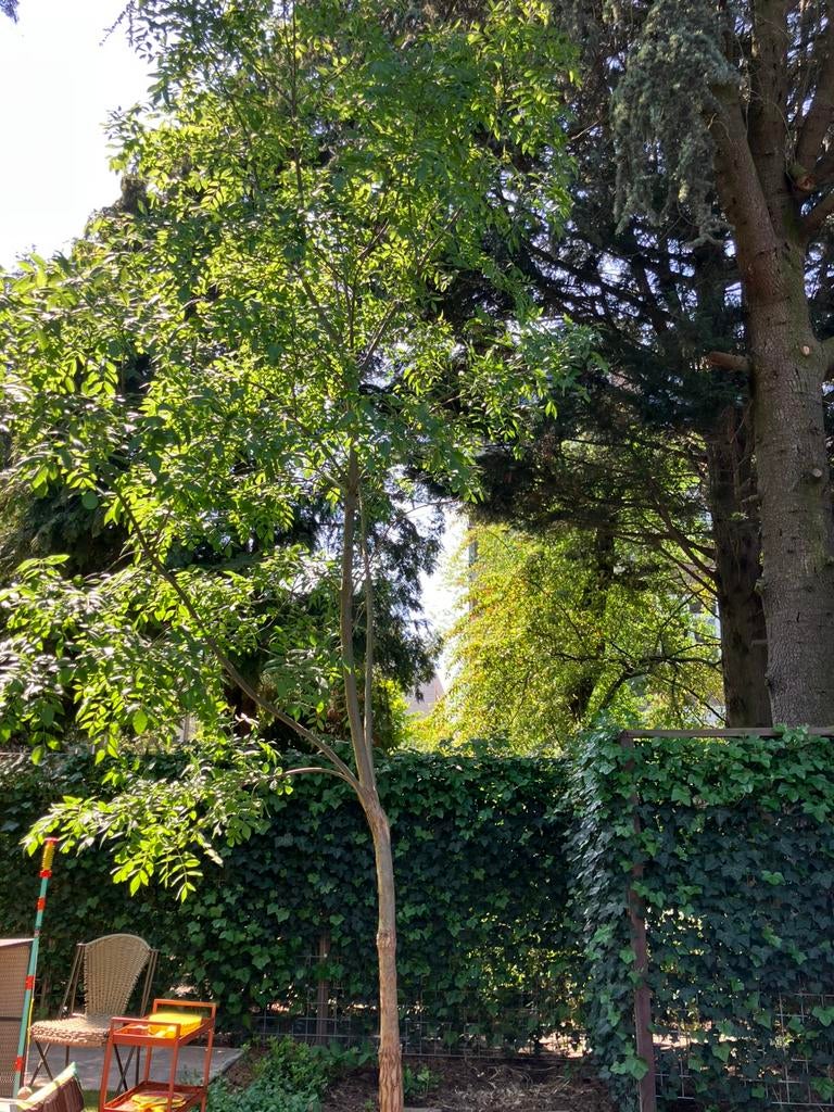Gratis Es boom, Tuin en Terras, Hangmatten, Ophalen, Zo goed als nieuw