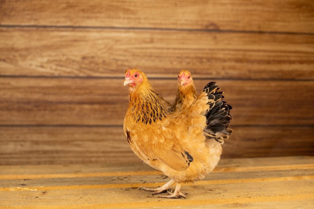 Wyandotte krielkippen | Rustige kippen | Mooie dieren, Dieren en Toebehoren, Pluimvee, Vrouwelijk, Kip