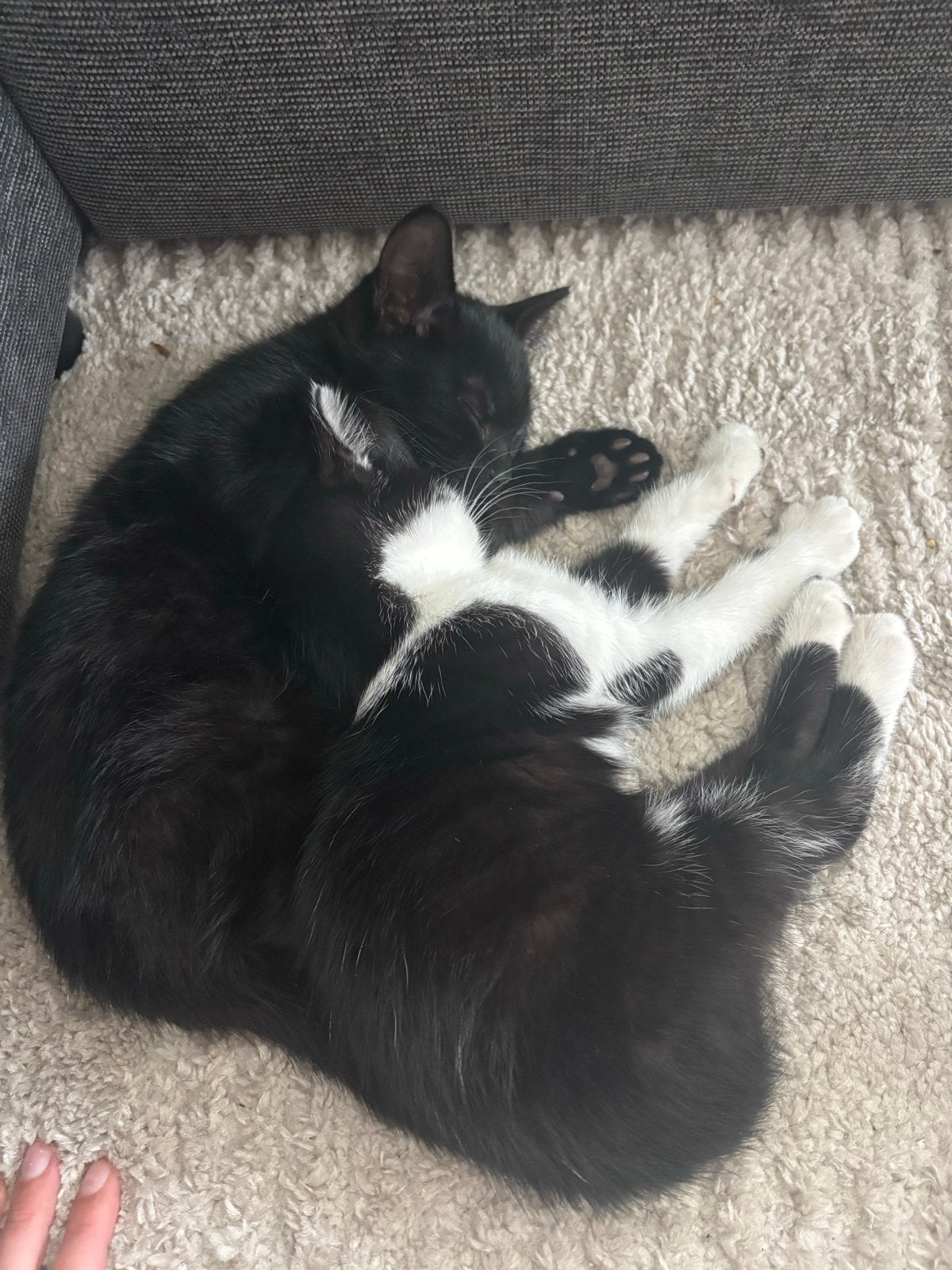 Kittens, Dieren en Toebehoren, Meerdere dieren, 0 tot 2 jaar