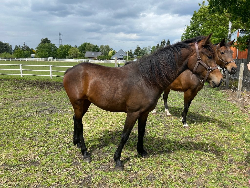 dressuurpaard te koop, Dieren en Toebehoren, Paarden, Merrie, Met stamboom, M, Dressuurpaard