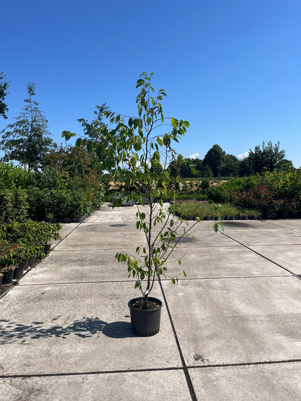 Carpinus betulus Frans Fontaine, Ophalen, Minder dan 100 cm, Overige soorten, Lente