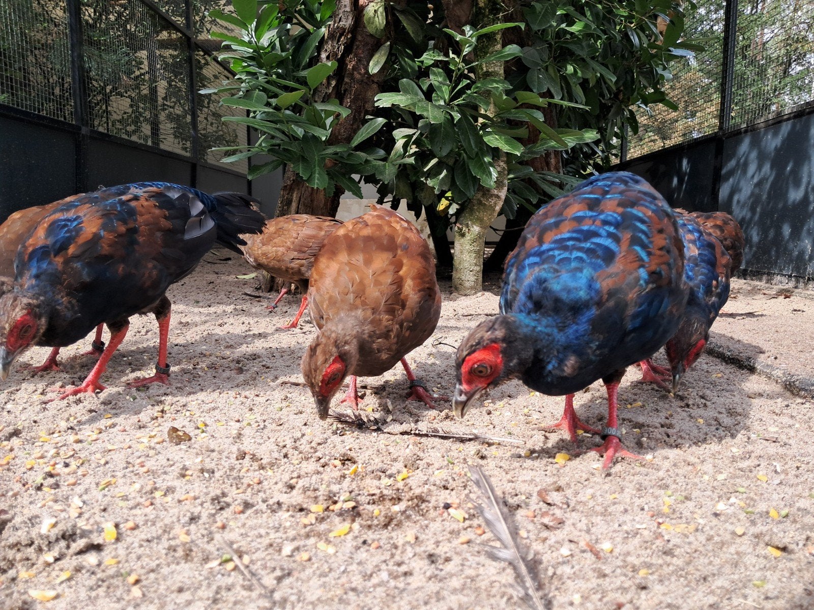 Edwards fazanten, Meerdere dieren, Overige soorten