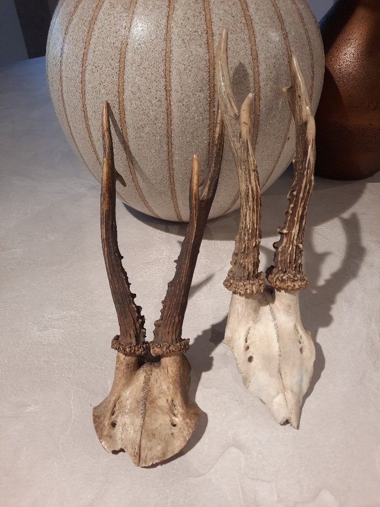 Gewei, Kunststof, Overige stijlen, Ophalen, Beige