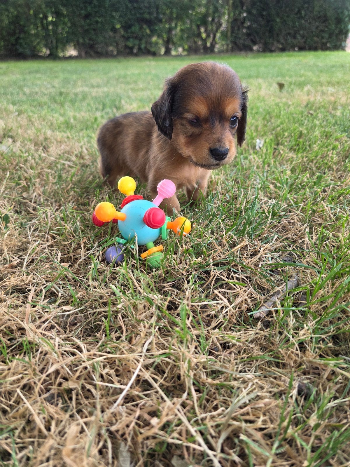 Langhaar dwerg teckel puppy, Reu, 8 tot 15 weken, Dwerg, Langhaar
