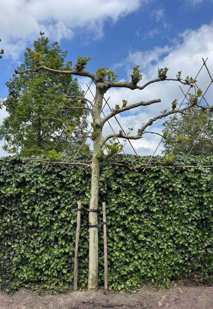 Leiboom (Plataan) - Zelf verwijderen, Leiboom, Lente, 250 tot 400 cm, Ophalen