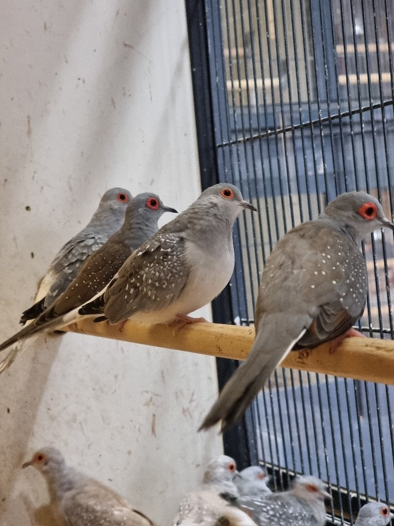 Bonte diamantduif | Tropische vogels | Volièrevogels, Dieren en Toebehoren, Vogels | Duiven, Meerdere dieren, Overige soorten