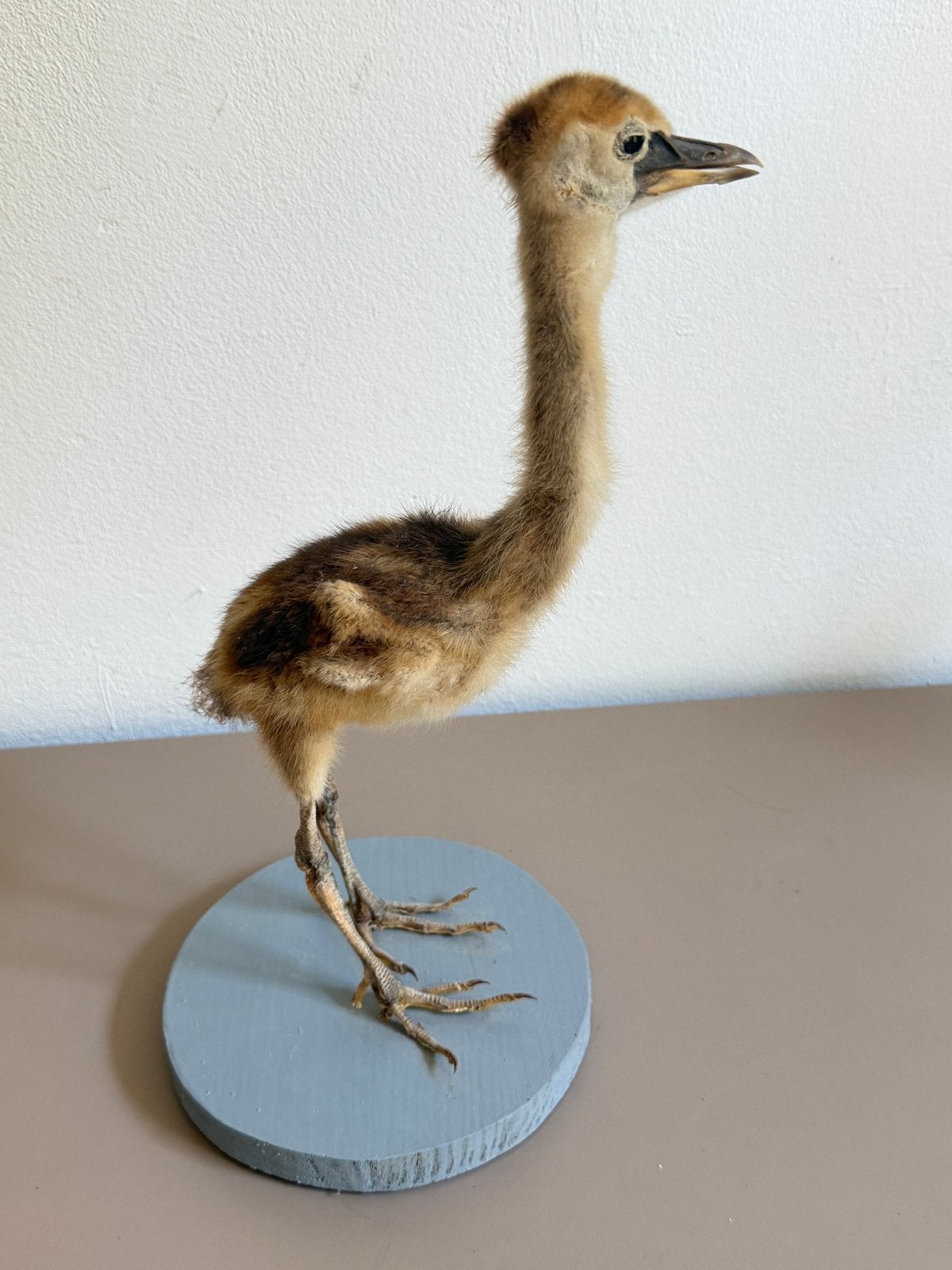 Opgezette kraanvogel juveniel, Ophalen, Zo goed als nieuw, Vogel, Opgezet dier