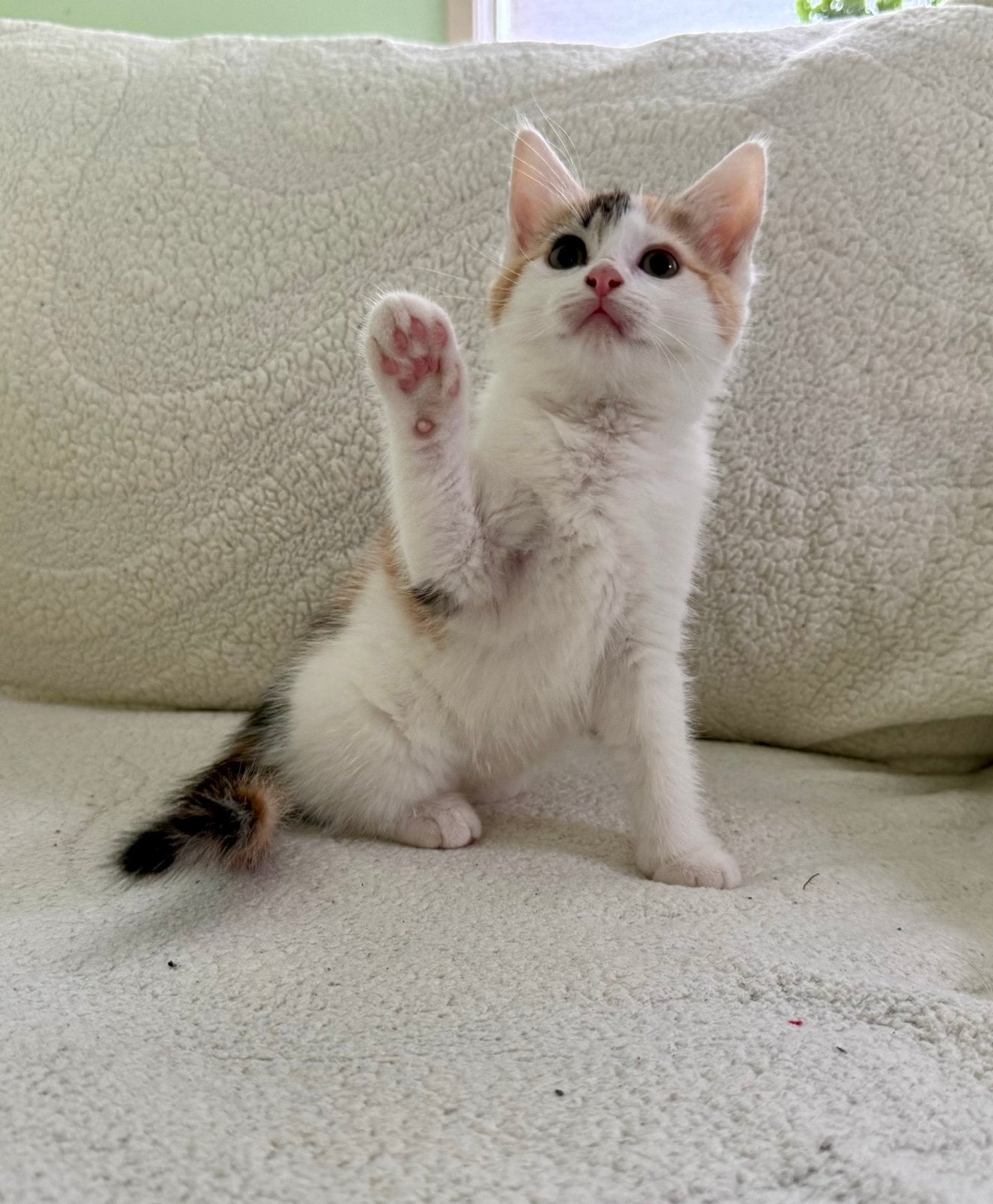 Ragdoll x Europese korthaar kittens te koop, Dieren en Toebehoren, Meerdere dieren