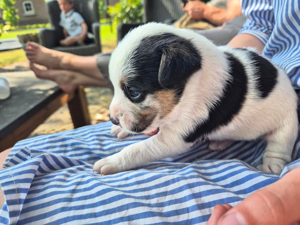 Super leuke boerenfox pups reutjes, 8 tot 15 weken, Meerdere, Nederland, Particulier
