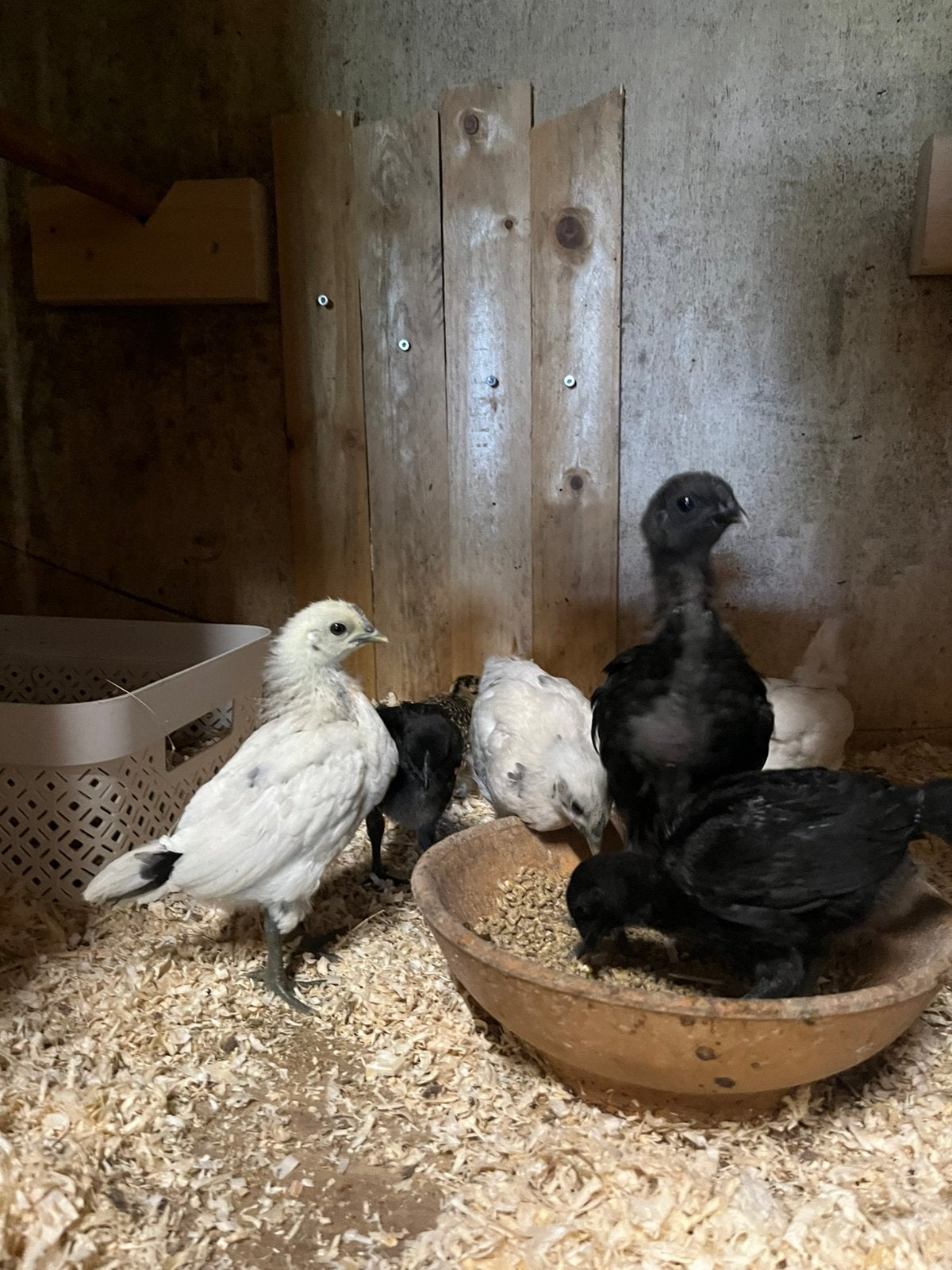 Kuikens, Meerdere dieren, Kip