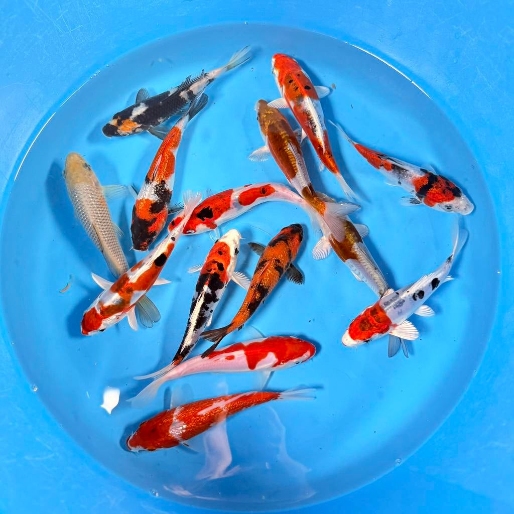 Japanse Koi Tosai Mix Kase 14-18cm, Karper of Koi