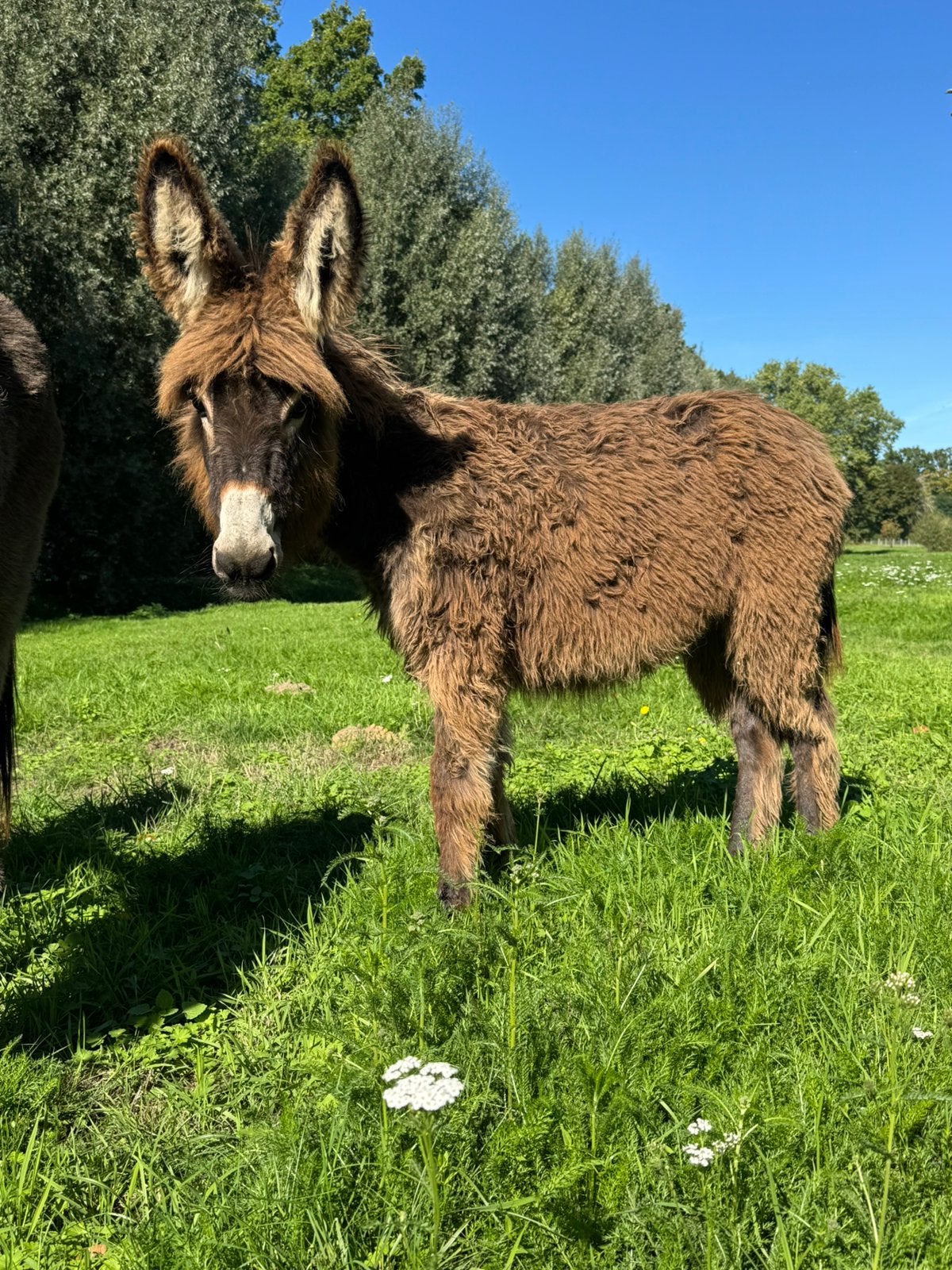 ezel hengst veulen, Dieren en Toebehoren, Maart, Mannelijk