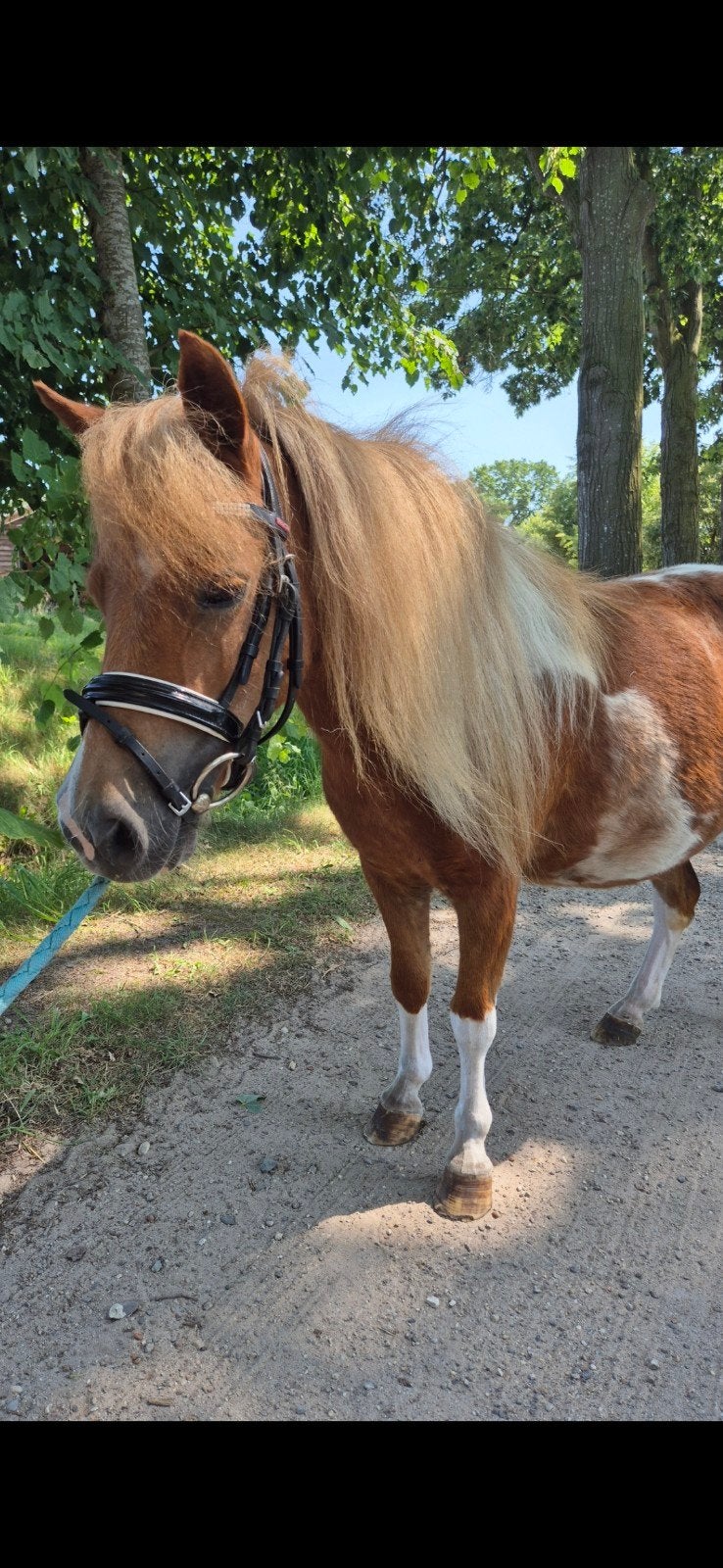 Ontzettend lieve Shetlander Stamboekmerrie, Dieren en Toebehoren, Pony's, Merrie, Recreatiepony, 7 tot 10 jaar, Met stamboom, Gechipt