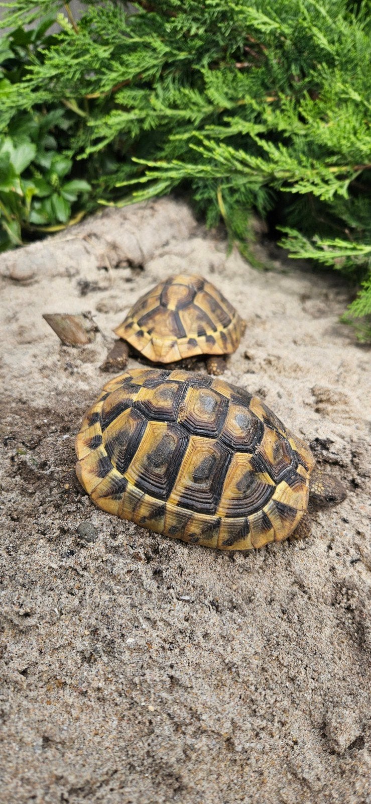 Prachtige gechipte vrouw landschildpad uit 2016 Tortoise - female for sale from mamavandrie