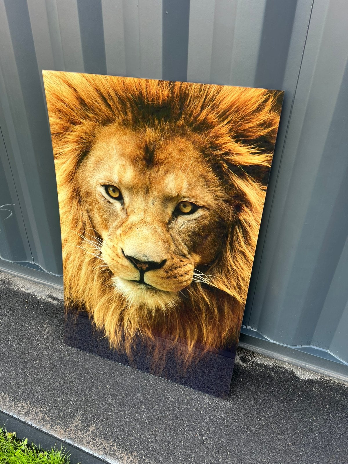 Leeuw op glas / plexiglas €40 afhaal!, Huis en Inrichting, Woonaccessoires | Schilderijen, Tekeningen en Foto's, Ophalen, Nieuw